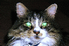 [picture of
dart]